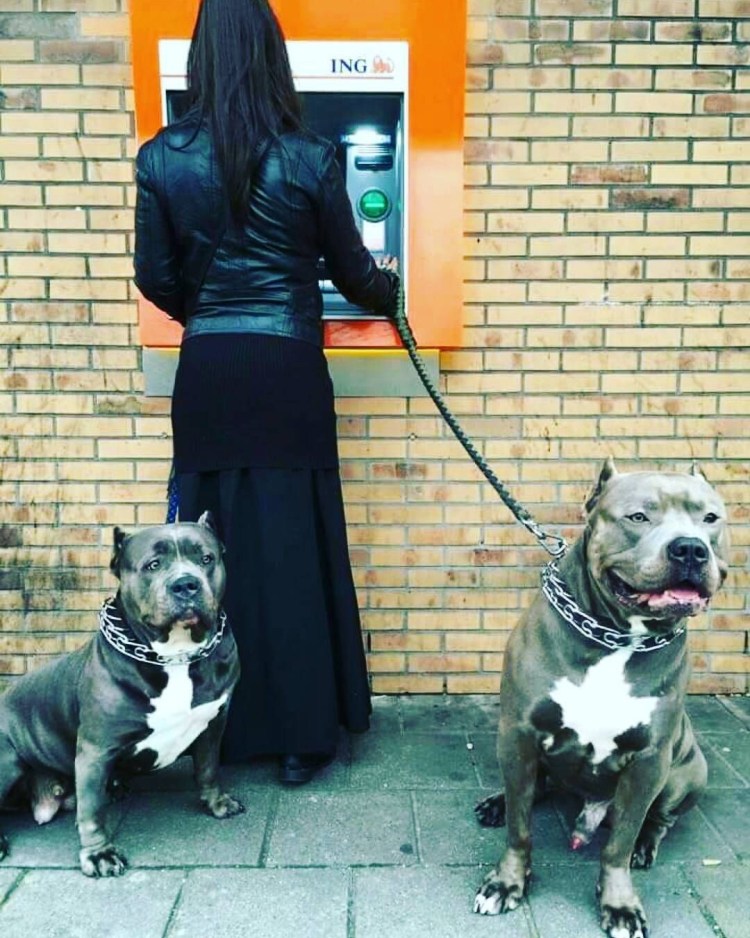 Собака охраняет