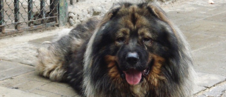 Овчарка Босерон