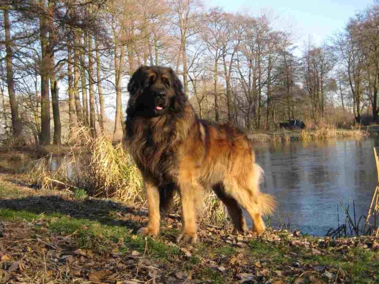 Собака еа цепке в будке