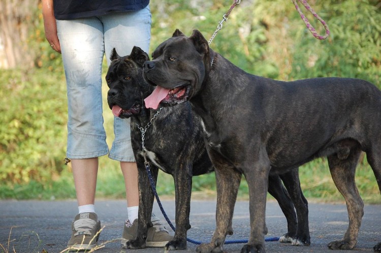 Овчарка во дворе