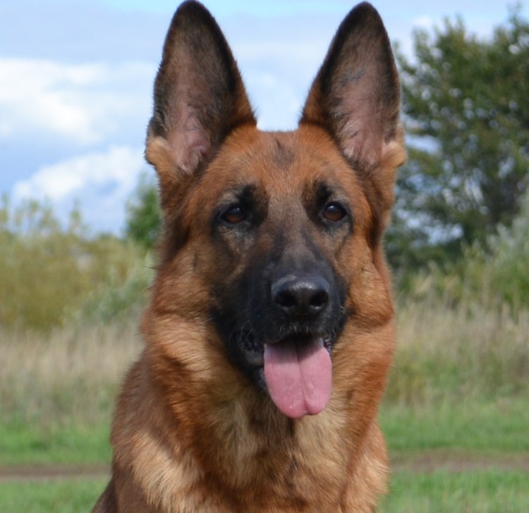 Кавказская овчарка