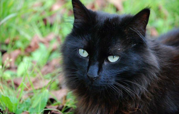 Шантильи Тиффани серый