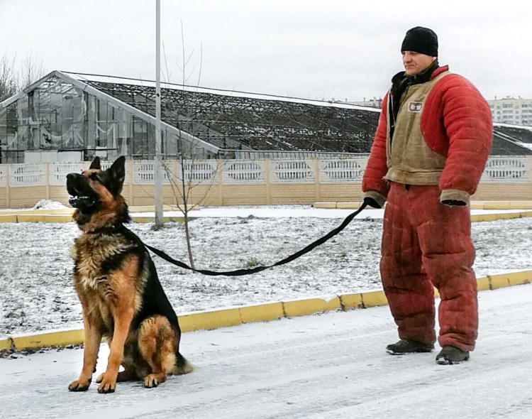 Большие собаки для двора