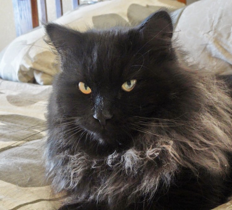 Сибирская порода кошек черная