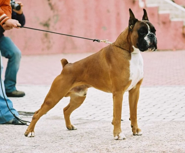 Немецкая сторожевая овчарка