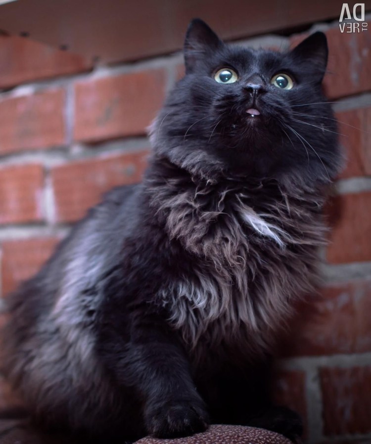 Черные пушистые коты