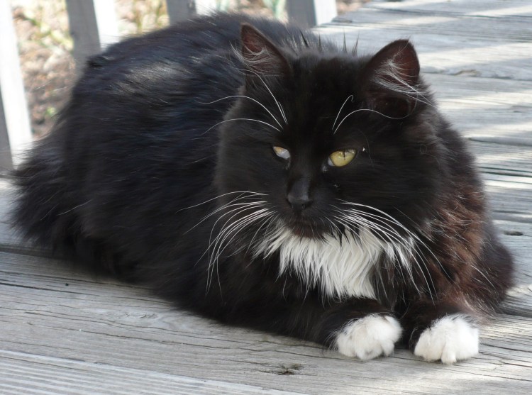 Норвежский Лесной кот черно белый