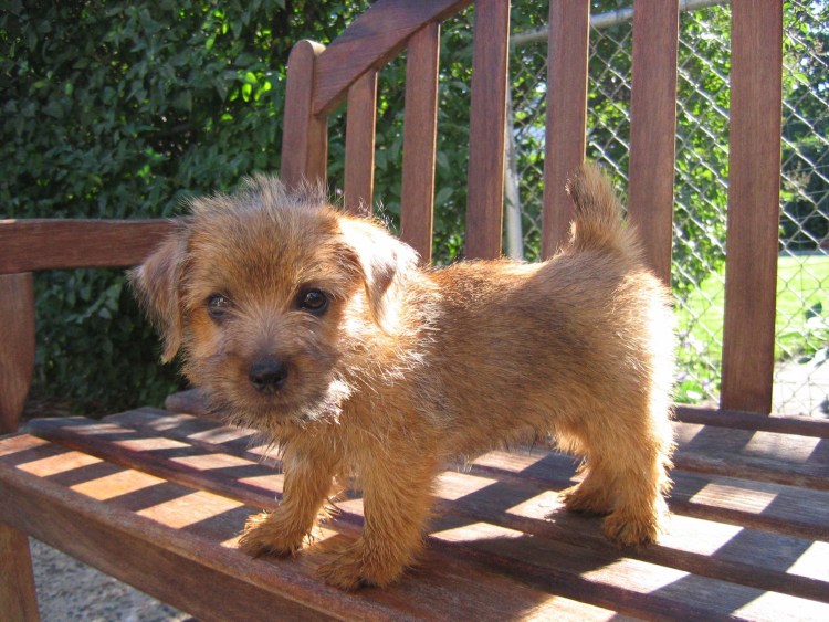 Норфолк терьер щенки