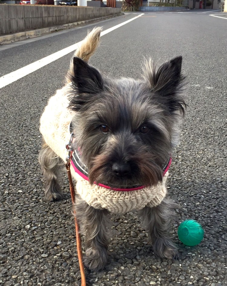 Жесткошерстный Норфолк-терьер