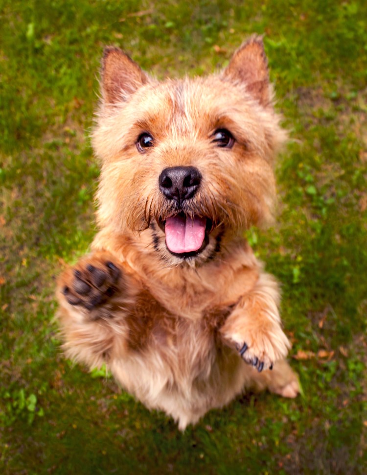 Норвич терьер чепрачный