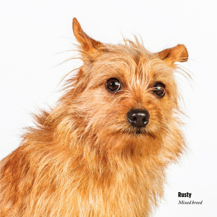 Пшеничный Норвич терьер