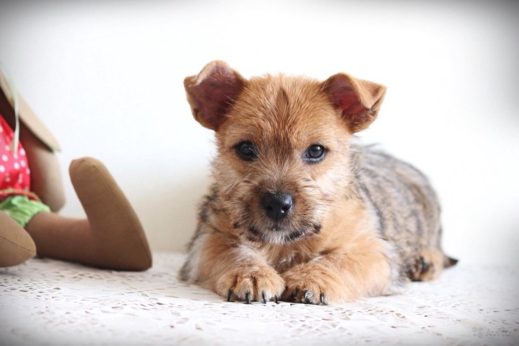 Норфолк терьер