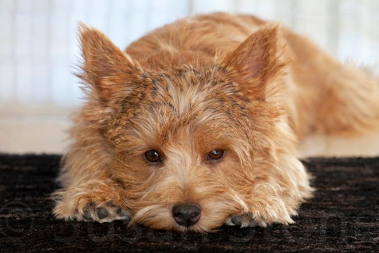 Портрет лицо собачка