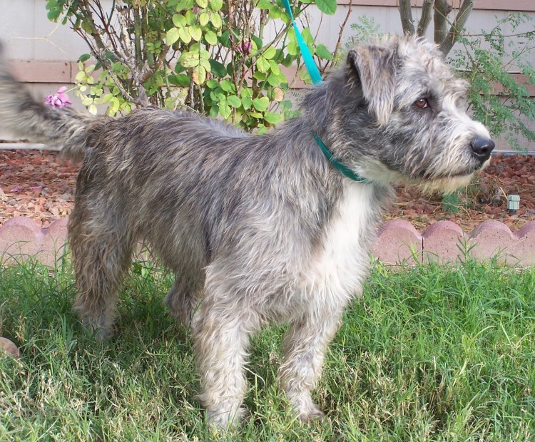 Норвич-терьер цена Москва питомник