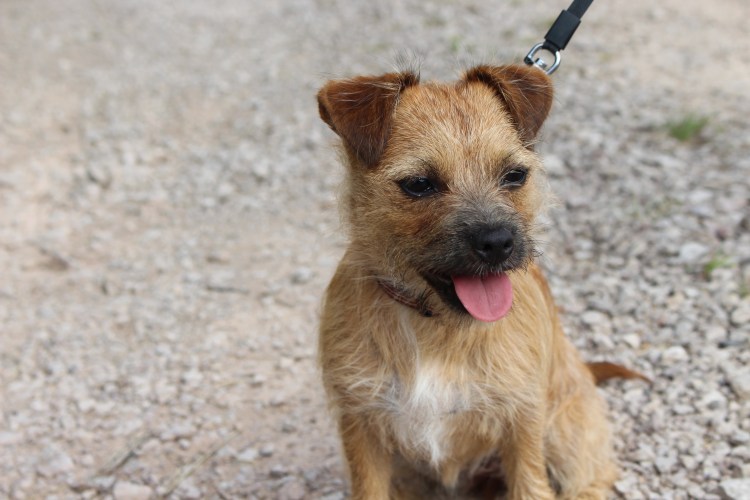 Пшеничный Норвич терьер