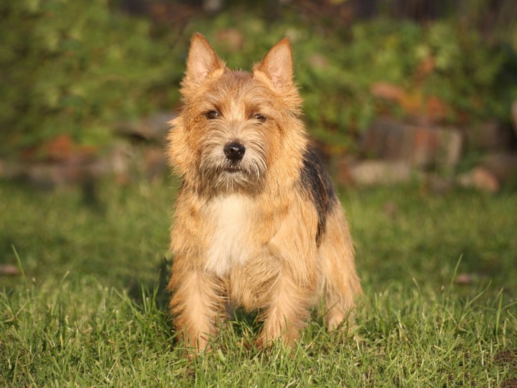 Норвич терьер Лапкинс