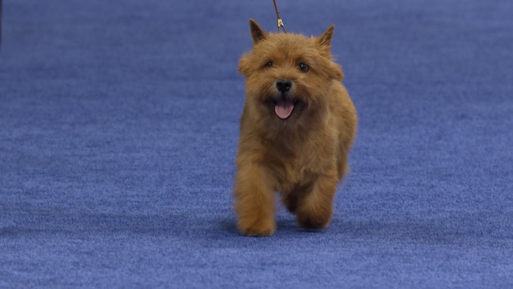 Керри терьер рыжий