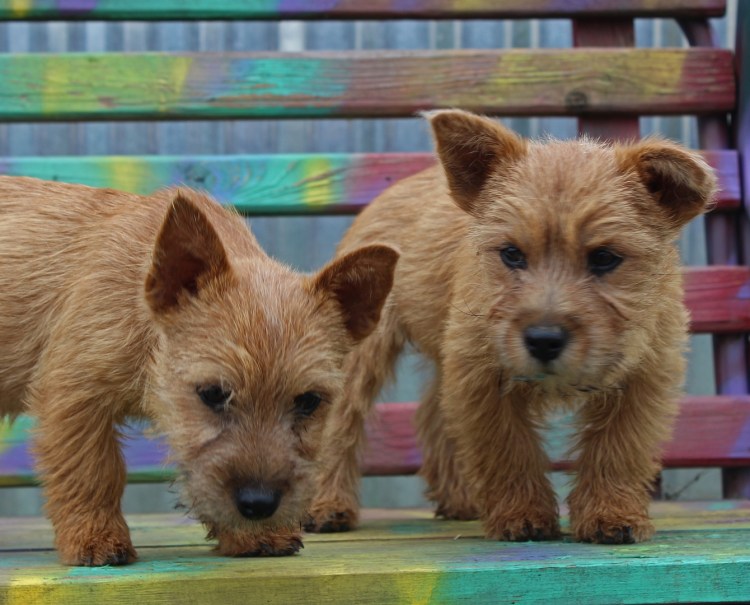 Метис Джек Рассела и Йорка