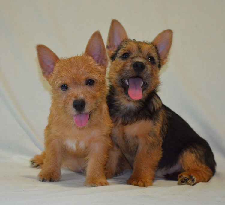 Норвич терьер подпалый