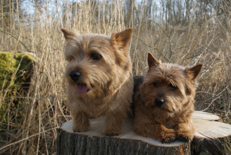 Спринг Чейз терьер