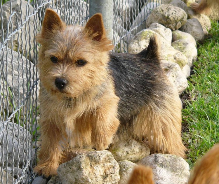 Норвич терьер