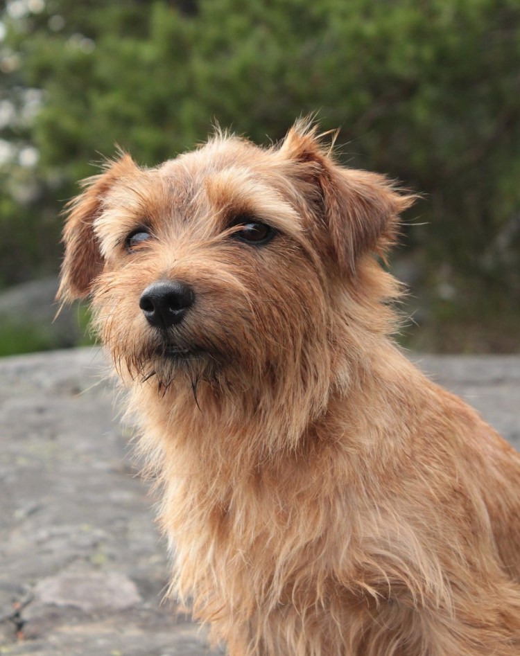 Йоркширский терьер метис