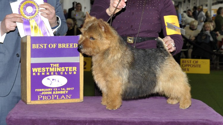 Норвич реальное фото