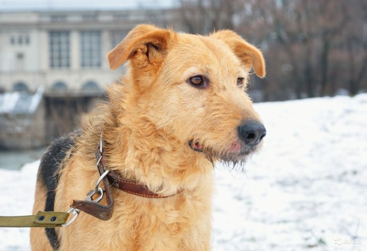 Метис Норвич терьера