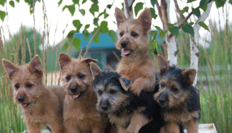 Йоркшир Рассел терьеры