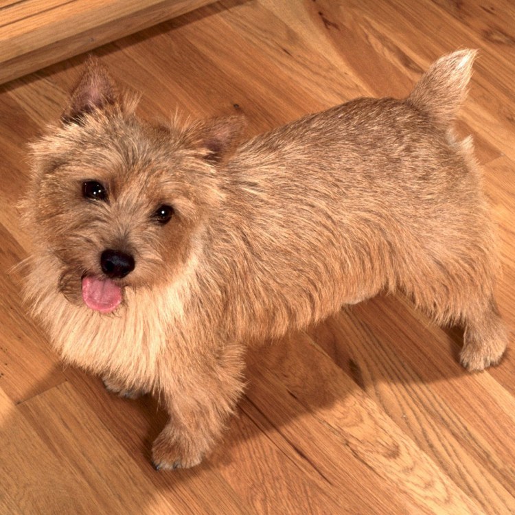 Австралийский терьер Норвич