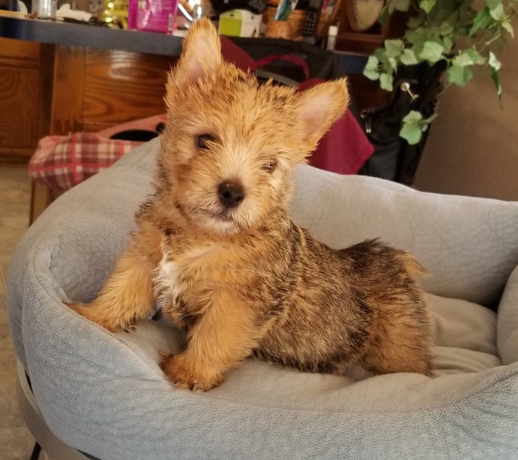 Норфолк терьер