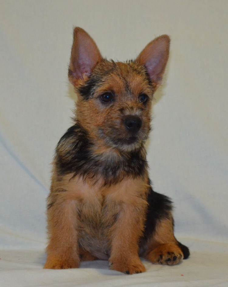 Метис Норвич терьера