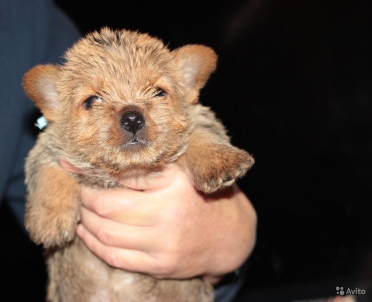 Всеядные породы собак