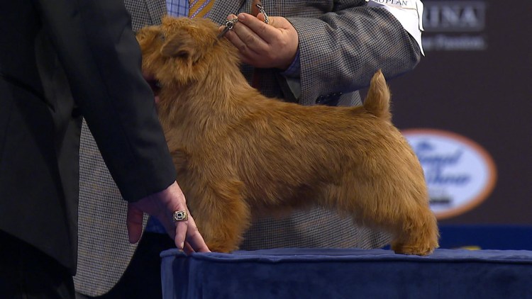 Помесь Джек Рассела и Йорка