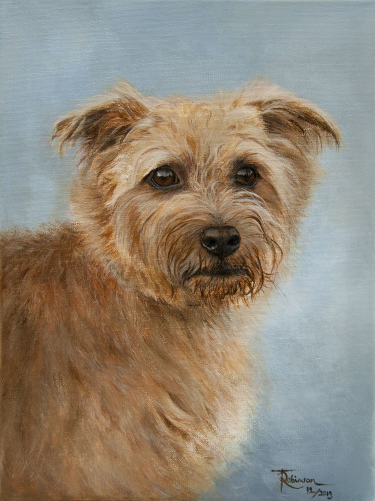 Норвич терьер Халк