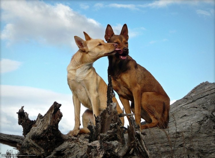 Австралийский келпи рыжий