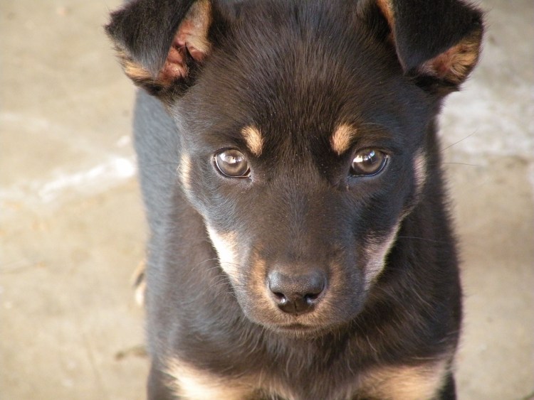 Австралийская овчарка кули