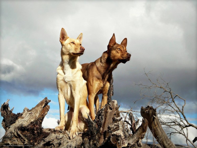 Австралийская овчарка келпи