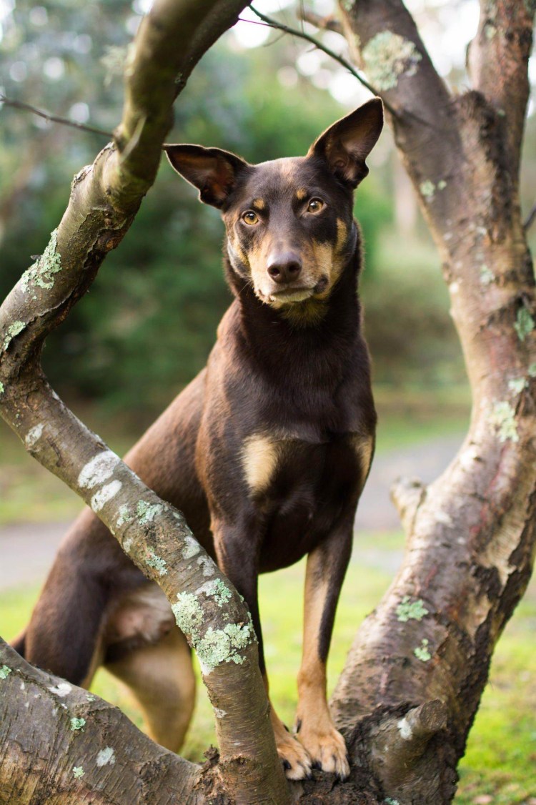 Австралийский Келли