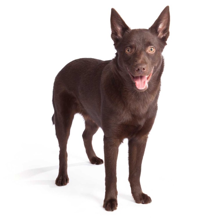 Австралийский келпи