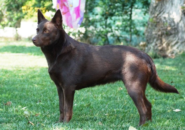Австралийский келпи рыжий щенок