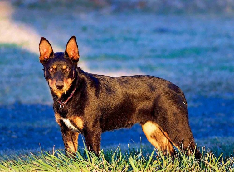 Австралийский Келли