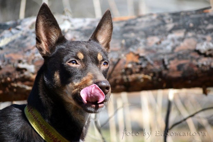 Австралийская овчарка келпи крапчатая