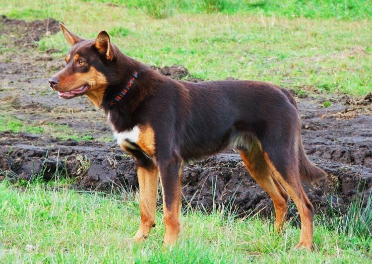 Австралийский келпи с человеком