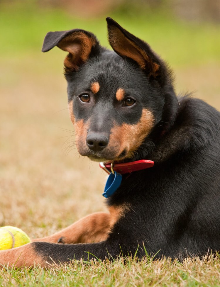 Австралийский келпи