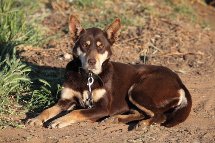 Австралийский келпи щенки