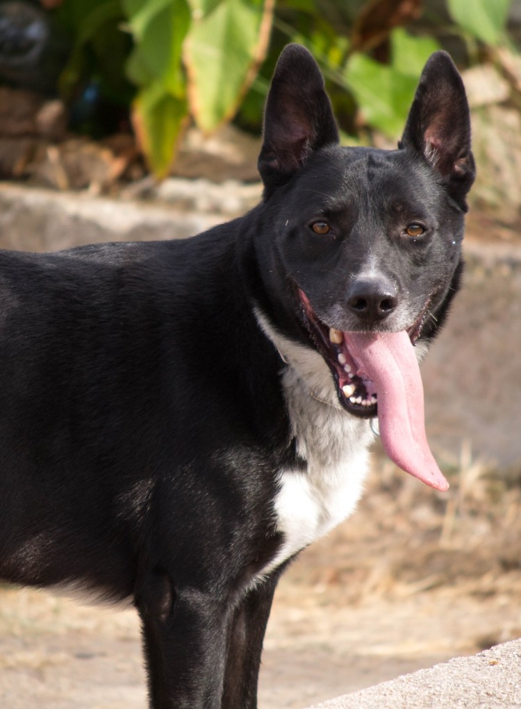 Австралийский келпи