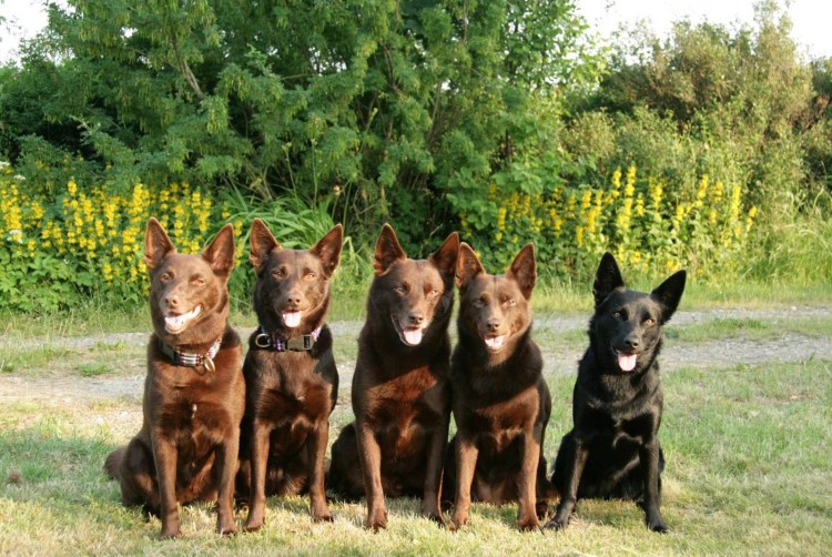 Австралийский келпи выставка