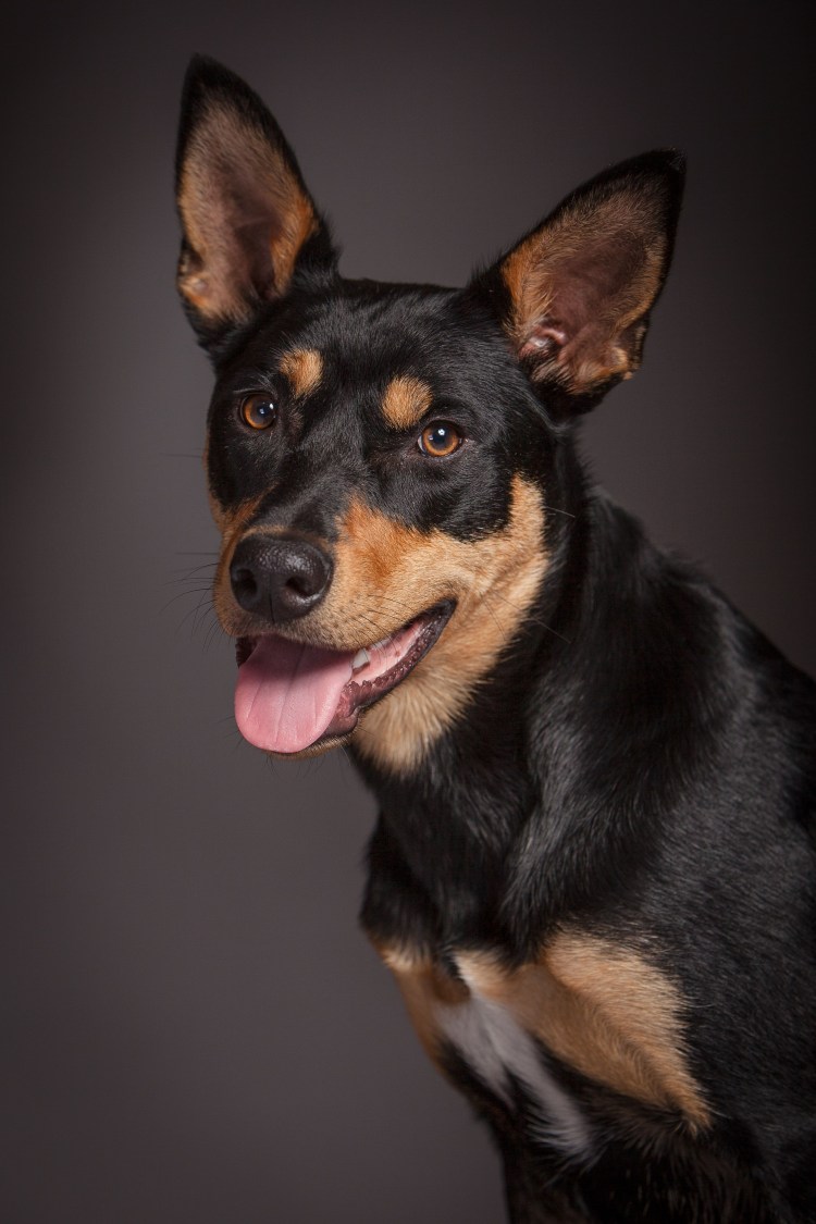 Порода австралийский келпи