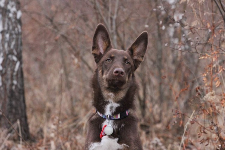 Келпи собака